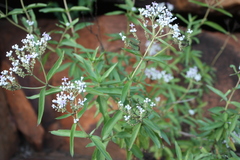 Knoxia wightiana